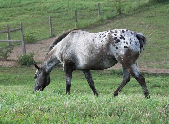 Black Leopard Appaloosa